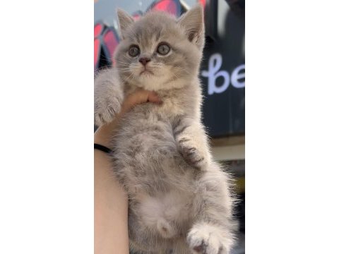 Erkek british shorthair bebekler