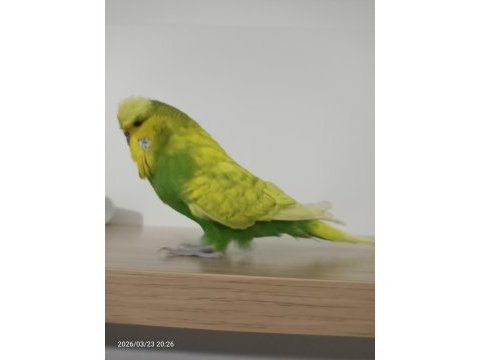 Jumbo yetişkin erkek muhabbet kuşu