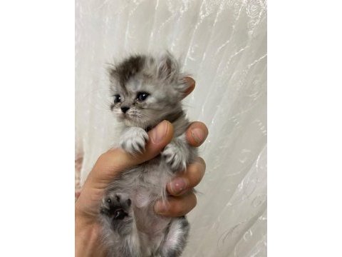 Chinchilla yavrumuz 40 günlük
