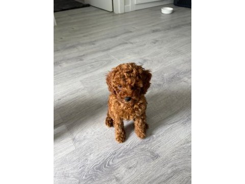Toy poodle orjinal yavrular