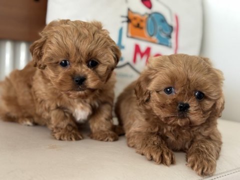 Ankaranın en özel kore maltipoo yavruları