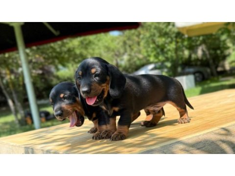 Sağlıklı dachshund yavrular