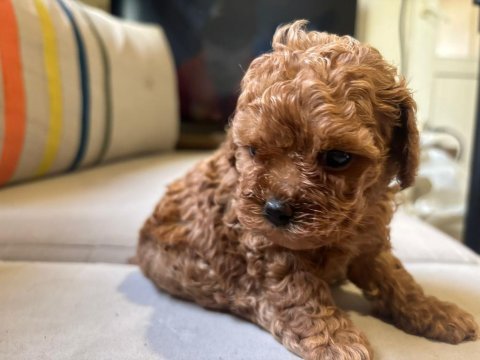 Seçkin kan hattına sahip toy poodle yavrularımız