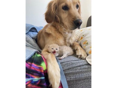 Çok acil sahiplenmek istiyorum golden retriever