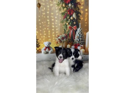 Muhteşem border collie bebekler