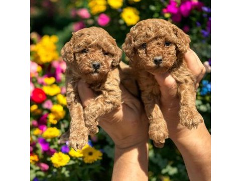 Sevimli toy poodle yavrularımız