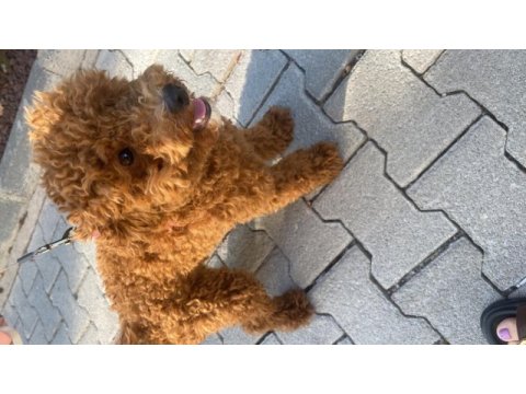 Satılık toy poodle