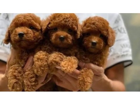 Poodle yavrular