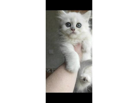 Silver british longhair erkek