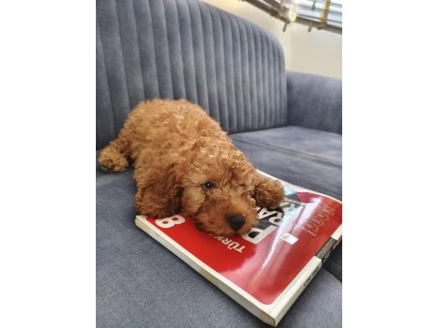Poodle 2 numara