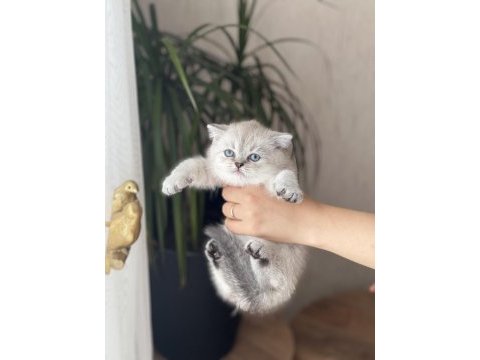Ayı surat british shorthair yavrum 