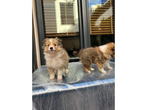 Nadir bulunan sheltie yavrularımız
