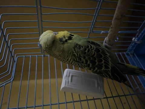 Show jumbo muhabbet kuşu konuşuyor