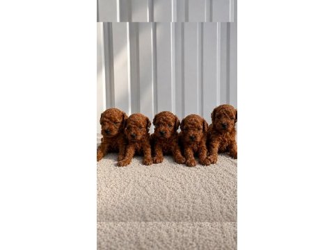 Güzellik abidesi poodle bebekleri