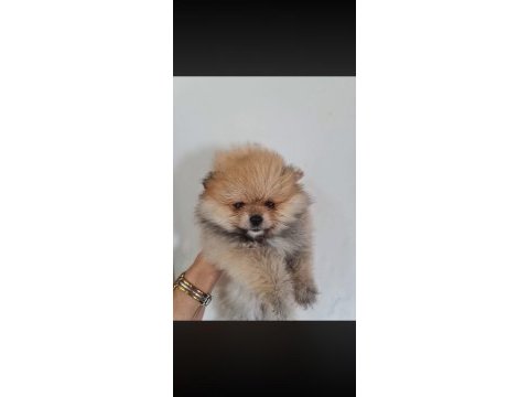 Show kalite pomeranian boo