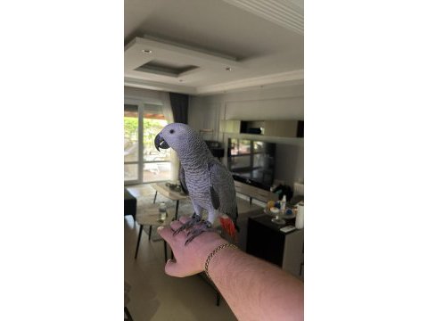 Full evcil 10 aylık el besleme yavru jako papağanı