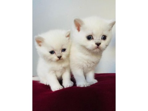 British longhair beyaz yavru