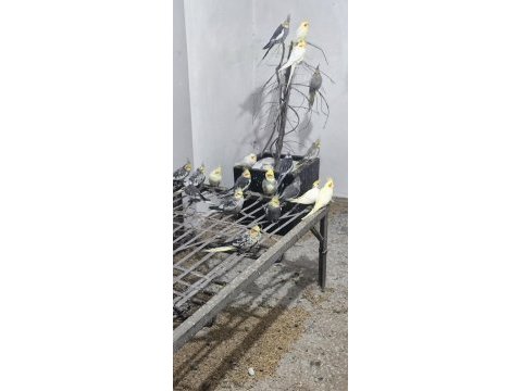 Her tür yavru yetişkin sultan papağanı