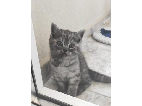 British shorthair sevimli yavru