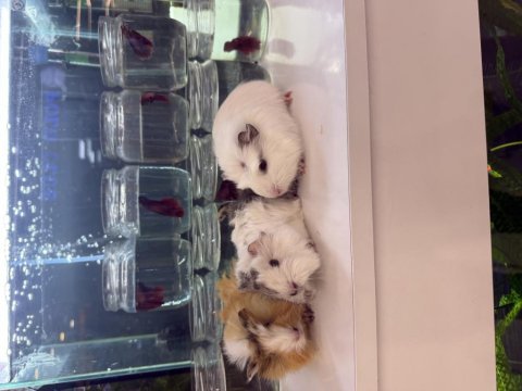 Ginepig yavruları citypetshop