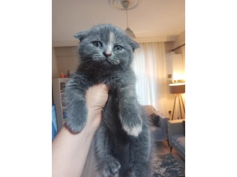 İran blue point kırması melez kedimiz