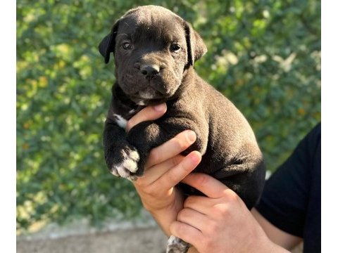 Teslime hazır siyah cane corso yavrular
