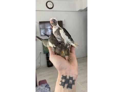 Vanilya petstoredan bebek sultan papağanları