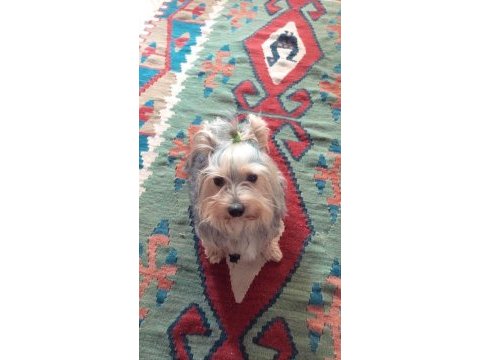 Saf kan yorkshire terrier