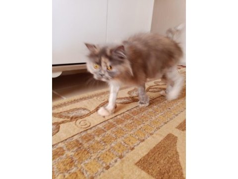 Dişi iran kedimiz