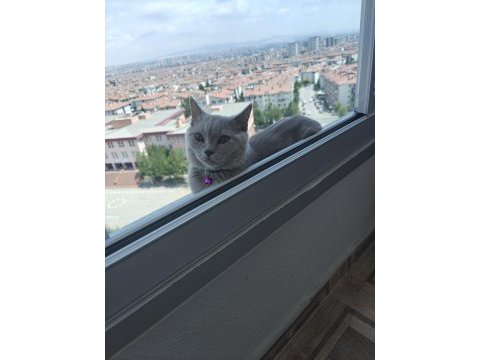 Dört aylık çipli kedimiz
