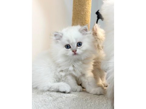 British longhair pamuk sekerler