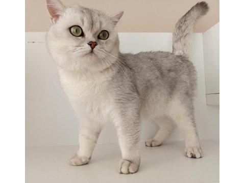 Kızımız scr li british shorthair