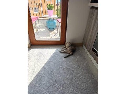 14 aylık dişi kedimiz