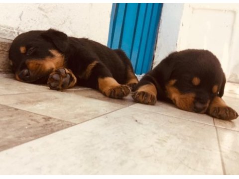 2 aylık dişi rottweiler