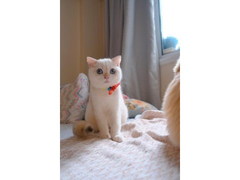 British shorthair mavi gözlü erkek
