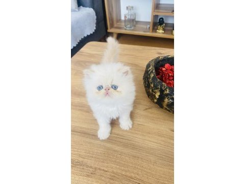 Ciddi alıcılar lütfen persian
