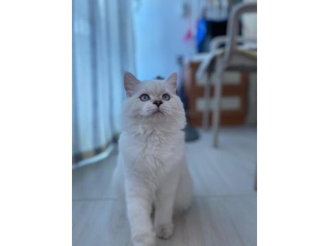 5 aylık dişi british longhair