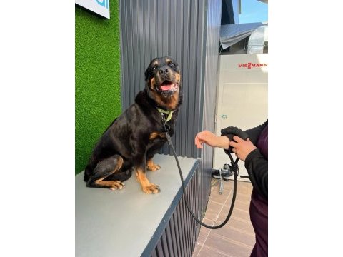 Rottweiler antalya yuva ilan