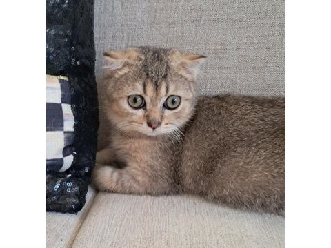 Scottish fold black tabby