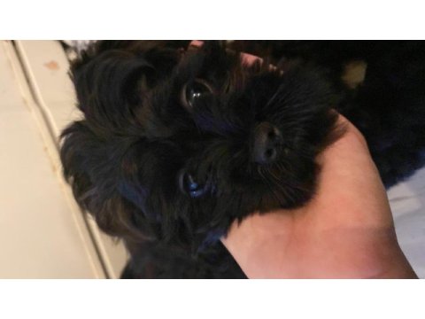 Uygun 3,5 aylık maltipoo