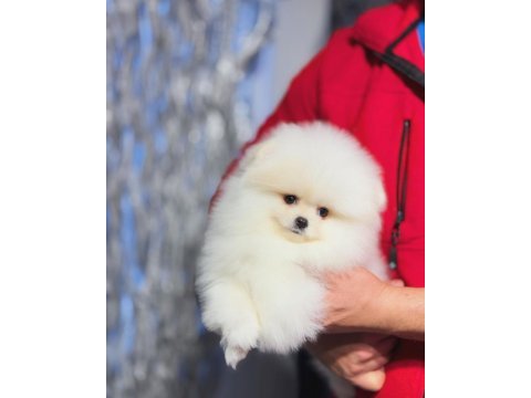 Minyatür teacup boy orjinal ayıcık yüz pomeranian yavrular