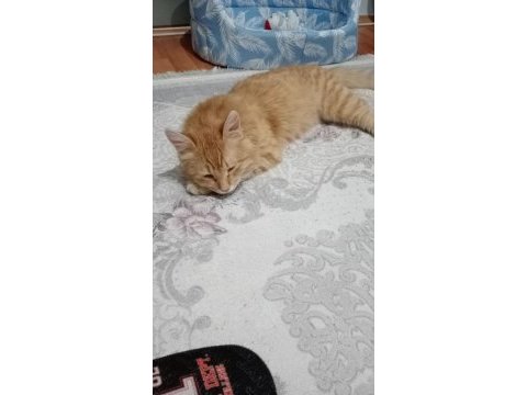 Kedimizi kızımız için almıştım aşırı alerjik yaptı tüyü