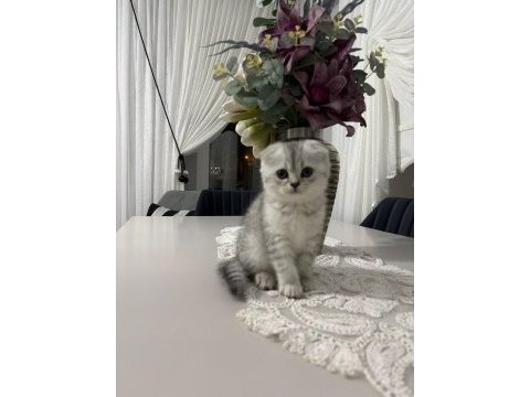 Ailenize yeni bir dost kediniz olsun