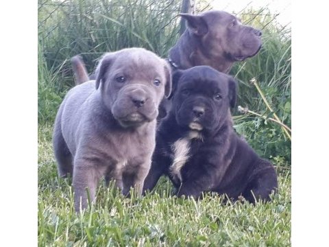 Cane corso italiano yavrular