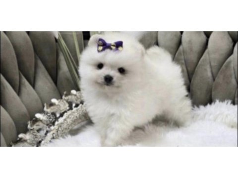 Pomeranian boo beyaz