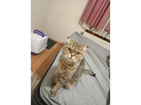 Scottish fold kızımız yeni yuvasını arıyor