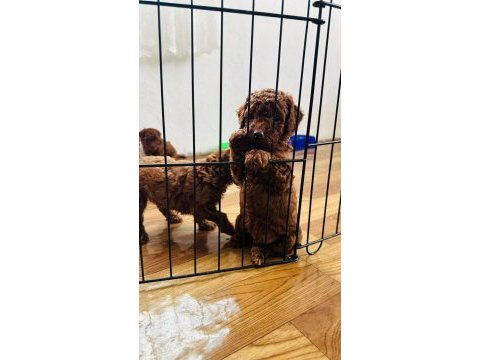 Kore red brown safkan toy poodle yavrular