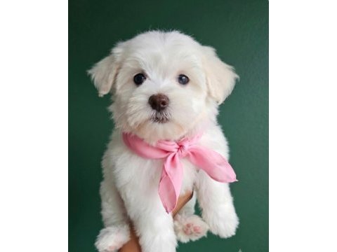 Maltese terrier yavru