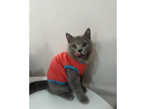 Tombik kedimiz mücomuz yuva arıyor
