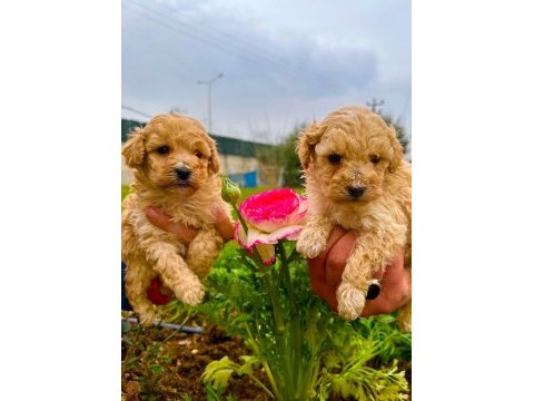 Toy poodle yavrular
